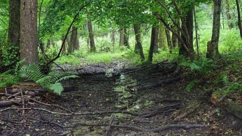 Nyugat-Zalában egy különleges, fokozottan védett fajra bukkantak!