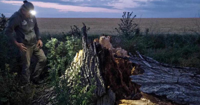 A vasárnapi vihar következtében négy parlagi sasfióka tragikus módon elhunyt.